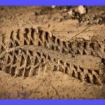 Ingeniería Forense: Guía para Investigaciones de Fallos